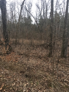 Arkansas Hunting Property For Sale Searcy County - image 2