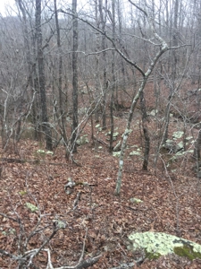 Arkansas Hunting Property For Sale Searcy County - image 1