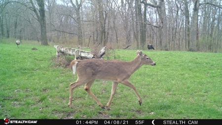 Online Only Land Auction in Sullivan County, MO - image 15