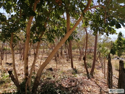 Sale Of Lot A In Ave Bulevar Coronado Panama - image 13