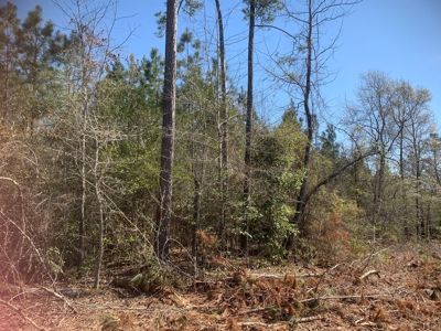 Young Natural Pine Land near Arkansas State Forest for Sale! - image 6