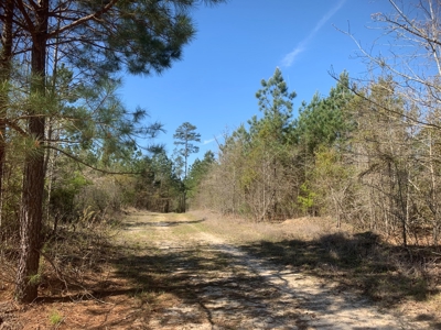 Young Natural Pine Land near Arkansas State Forest for Sale! - image 5