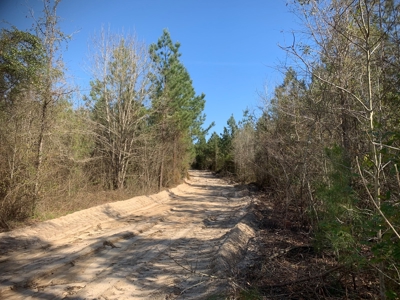 Young Natural Pine Land near Arkansas State Forest for Sale! - image 8