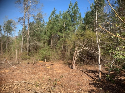 Young Natural Pine Land near Arkansas State Forest for Sale! - image 7