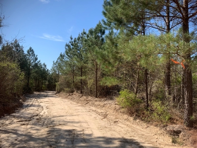 Young Natural Pine Land near Arkansas State Forest for Sale! - image 4