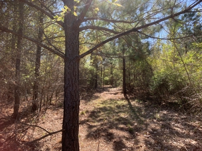 Young Natural Pine Land near Arkansas State Forest for Sale! - image 10