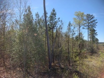 Young Natural Pine Land near Arkansas State Forest for Sale! - image 1