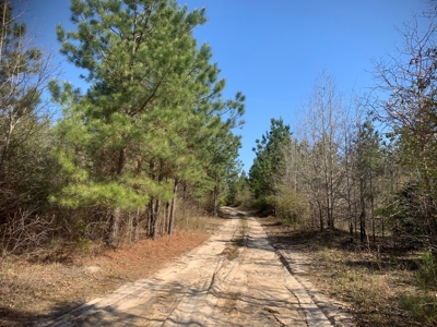 Young Natural Pine Land near Arkansas State Forest for Sale! - image 3