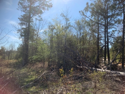 Young Natural Pine Land near Arkansas State Forest for Sale! - image 2