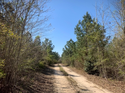 Young Natural Pine Land near Arkansas State Forest for Sale! - image 9