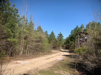 Young Natural Pine Land near Arkansas State Forest for Sale! - image 11