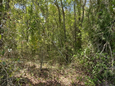 Beautiful Pickett Lake Lot In Mayo, Fl For $55,000. - image 3