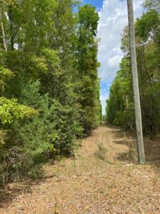 7.80 Acre Riverfront Property On Suwannee River!!!! - image 3