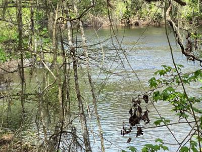 7.80 Acre Riverfront Property On Suwannee River!!!! - image 2