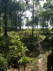 100 feet of Beachfront on Isla Carenero, East Side, Bocas - image 1