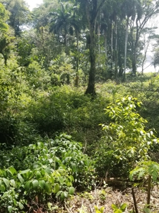100 feet of Beachfront on Isla Carenero, East Side, Bocas - image 2
