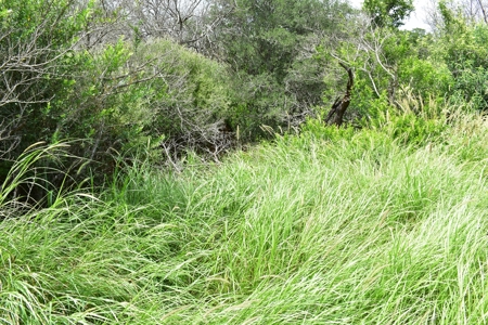North Laredo Development Property - image 19