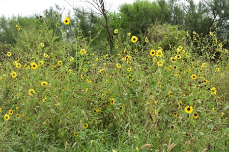 North Laredo Development Property - image 15