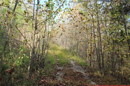 North Fork Riverfront Property - Southern Missouri Ozarks - image 5