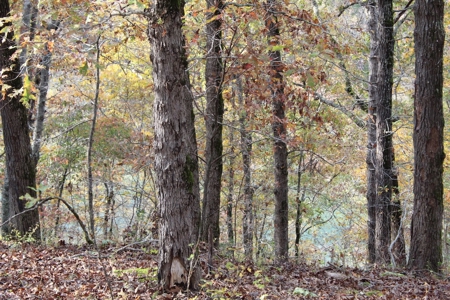 North Fork Riverfront Property - Southern Missouri Ozarks - image 7