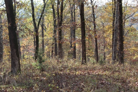 North Fork Riverfront Property - Southern Missouri Ozarks - image 6