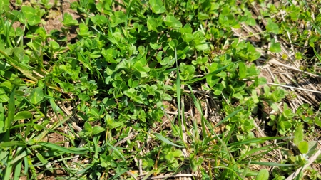 Land For Sale Near Branson East - image 6