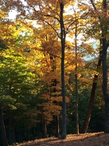 Cabin with Mountain Views in Monticello KY - image 50
