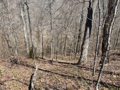 259 Acre sportsman's paradise for sale near Burksville, Ky. - image 6