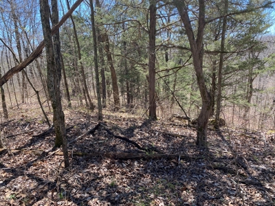 259 Acre sportsman's paradise for sale near Burksville, Ky. - image 10