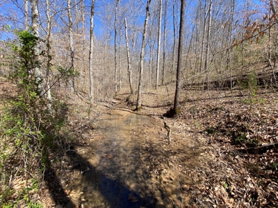 259 Acre sportsman's paradise for sale near Burksville, Ky. - image 14