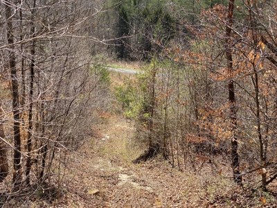 259 Acre sportsman's paradise for sale near Burksville, Ky. - image 3