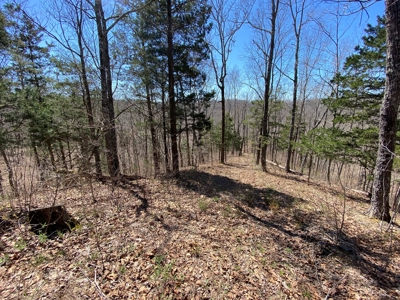 259 Acre sportsman's paradise for sale near Burksville, Ky. - image 11