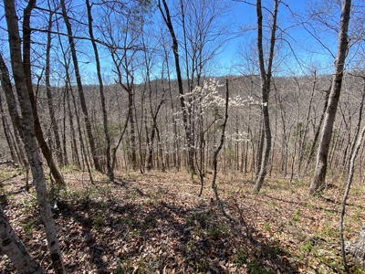 259 Acre sportsman's paradise for sale near Burksville, Ky. - image 5