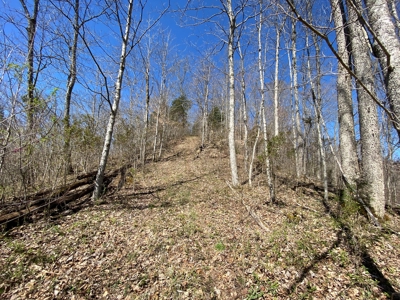 259 Acre sportsman's paradise for sale near Burksville, Ky. - image 1