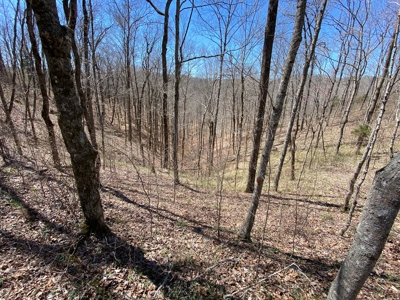 259 Acre sportsman's paradise for sale near Burksville, Ky. - image 9
