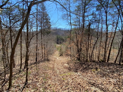 259 Acre sportsman's paradise for sale near Burksville, Ky. - image 4