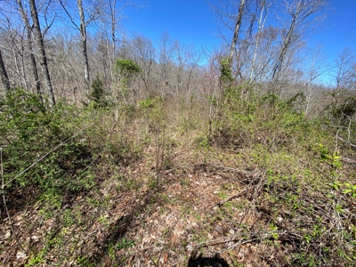259 Acre sportsman's paradise for sale near Burksville, Ky. - image 8