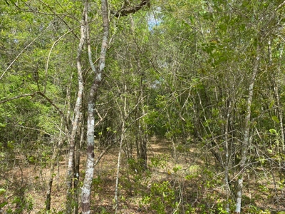 Vacant Lot Near The Suwannee River In Mayo, Fl For Sale!!! - image 1