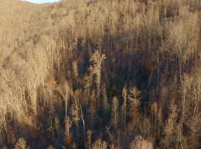 East Tennessee Mountain Retreat for Sale Scott County TN - image 41