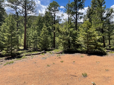 Mountain Property in Colorado for sale - image 30