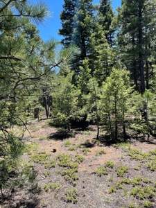 Mountain Property in Colorado for sale - image 20
