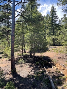 Mountain Property in Colorado for sale - image 26