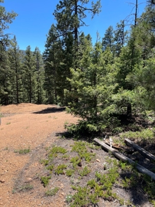 Mountain Property in Colorado for sale - image 27