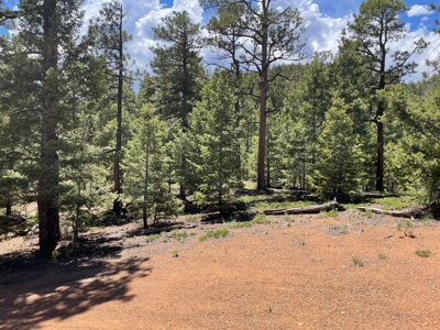 Mountain Property in Colorado for sale - image 28