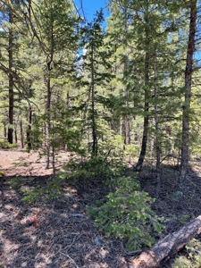 Mountain Property in Colorado for sale - image 18