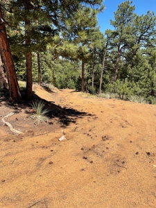 Mountain Property in Colorado for sale - image 25