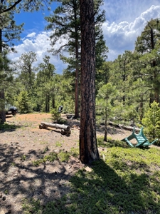 Mountain Property in Colorado for sale - image 23