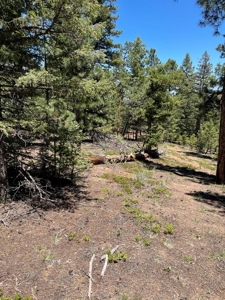 Mountain Property in Colorado for sale - image 17