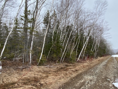 Maine Timber & Recreation Land for Sale - image 5