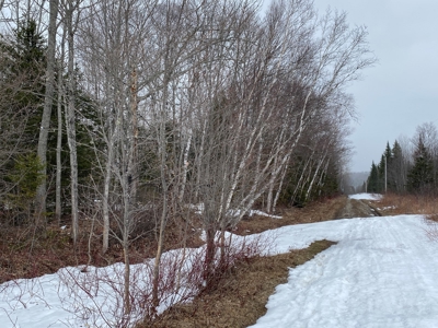 Maine Timber & Recreation Land for Sale - image 3